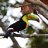 toucan